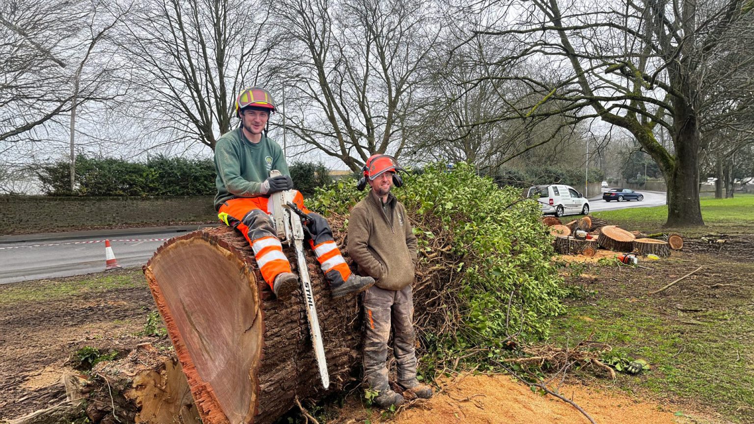 Why Professional Tree Care is a Smart Investment for 2026 – SWS Countryside